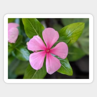 Little Pink Flower with Leaves Photographic Image Sticker